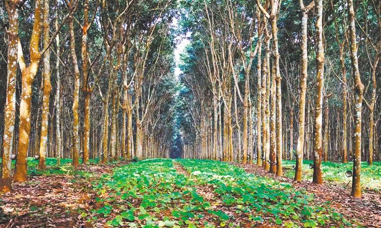 發(fā)展產(chǎn)業(yè)調(diào)研】林下生金AG真人app【高質(zhì)量